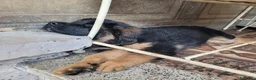 Meticcio cani in regalo: CUCCIOLO a Città metropolitana di Milano - Annuncio 5