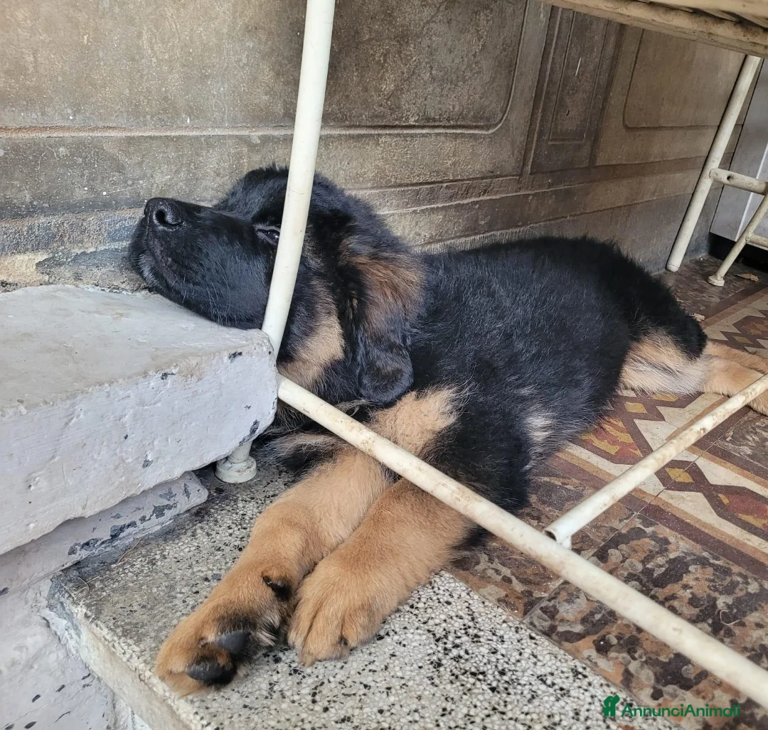 Meticcio cani in regalo: CUCCIOLO a Città metropolitana di Milano - Annuncio 5