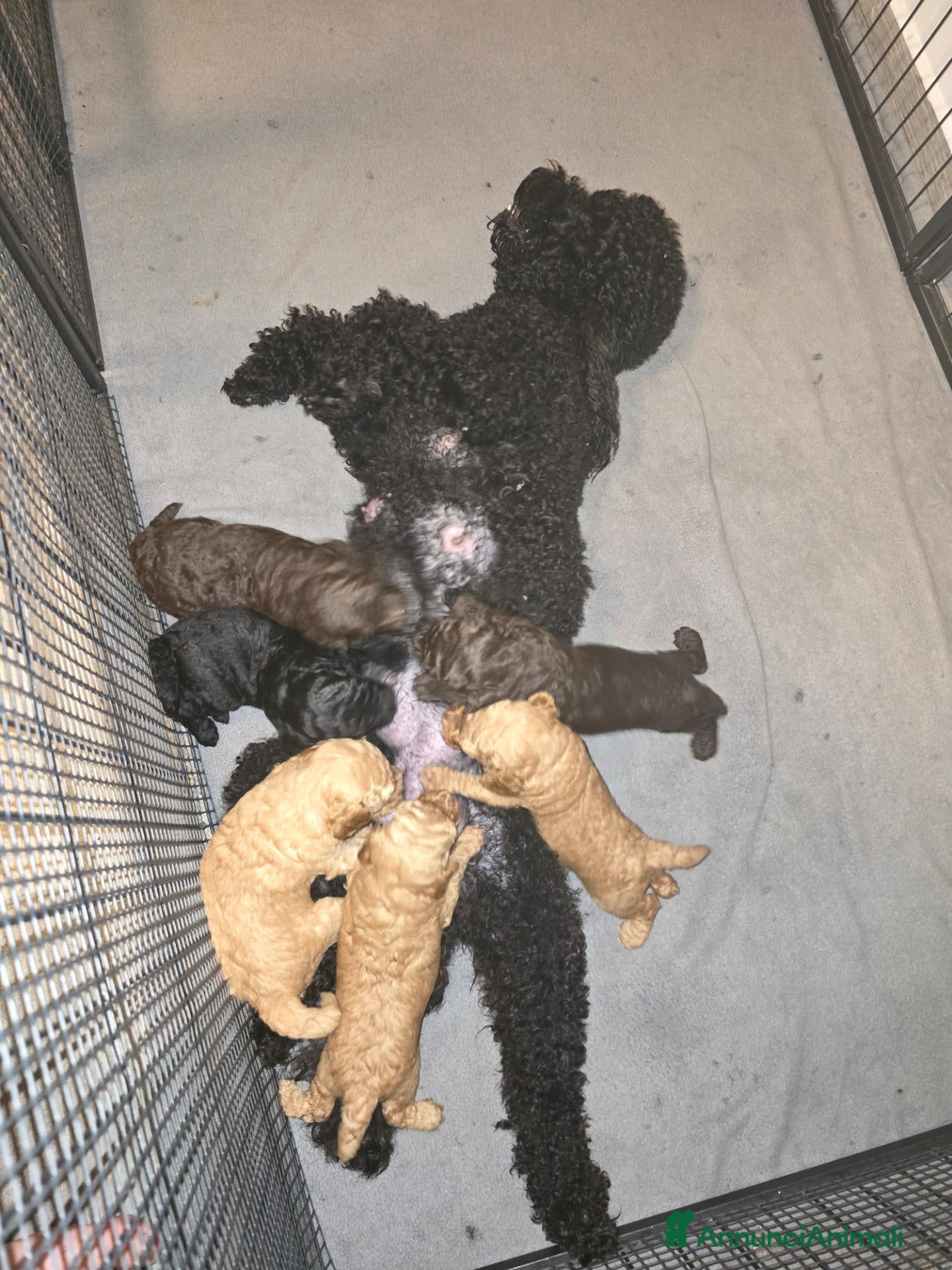 Barboncino cani Barboncino  - Annuncio 1