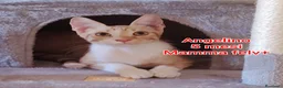 Europeo gatti in regalo: ADOTTA UN GATTINO! a Provincia di Reggio Emilia - Annuncio 9