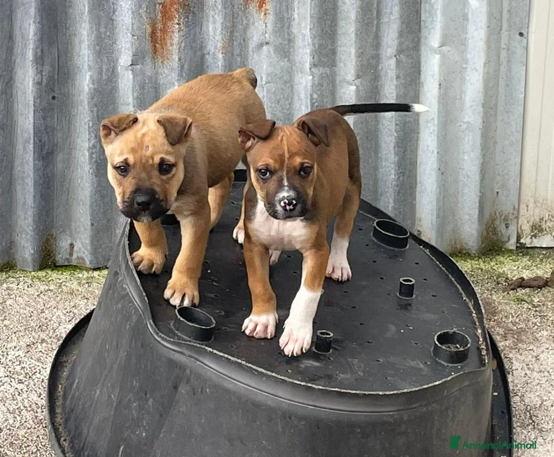 Meticcio cani in regalo: DEMON cerca casa a Provincia di Frosinone - Annuncio 2