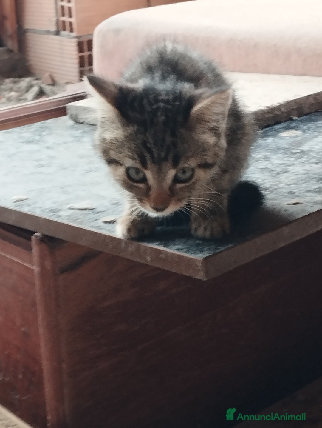 Europeo gatti in regalo: 3 simpatici tigratini - Annuncio 4