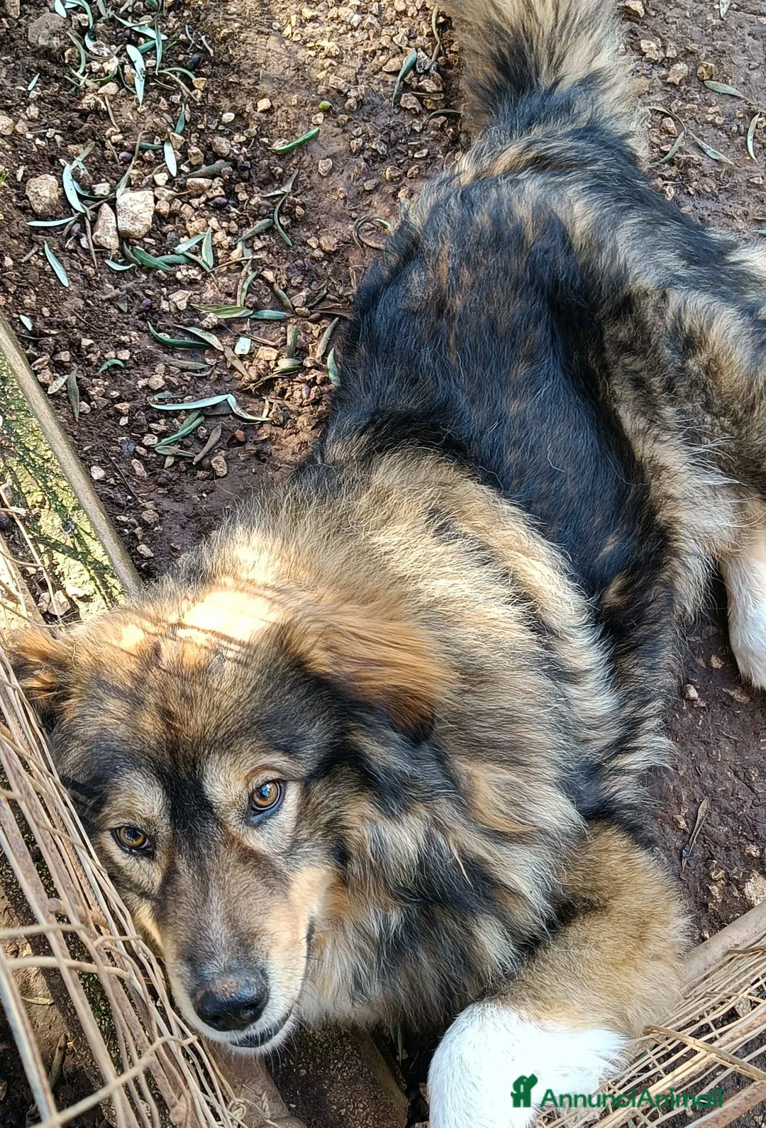 Pastore dei Carpazi cani in regalo: Pastore dei Carpazi meraviglioso - Annuncio 10