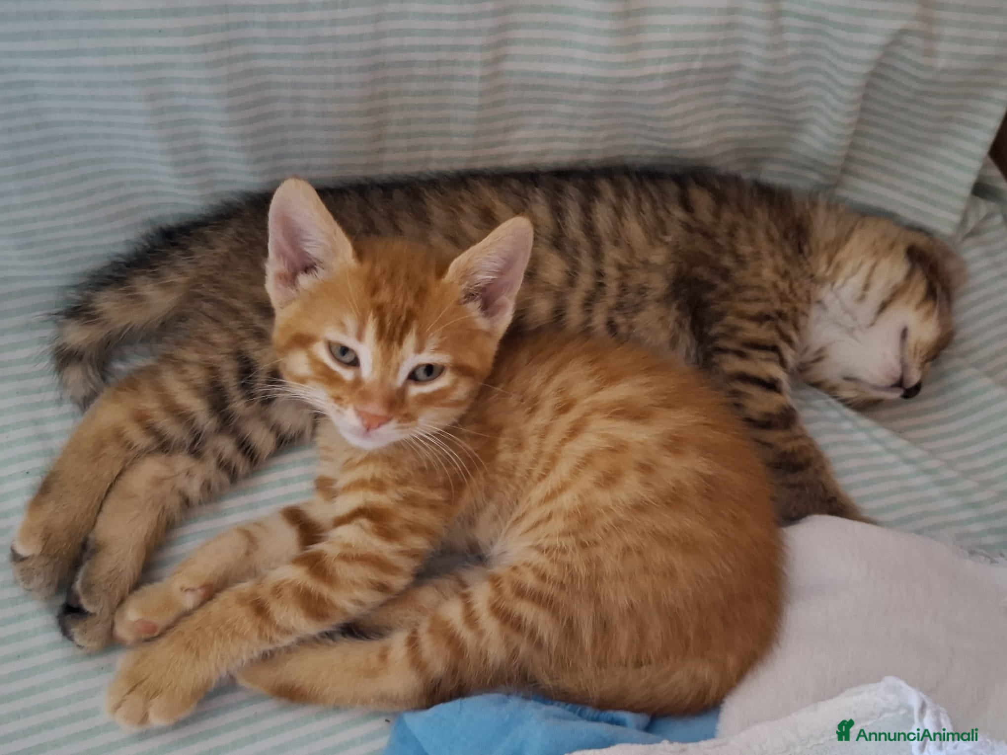 Altre razze gatti CERCANO CASA 🏡  - Annuncio 5