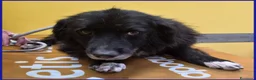 Meticcio cani in regalo: ERAORA, TENERA VECCHIETTA 9 ANNI HA ASPETTATO TUTT - Annuncio 4