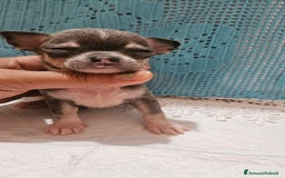 Chihuahua cani in vendita: Chihuahua da Allevamento Cucciolisole  a Provincia di Pisa - Immagine 6
