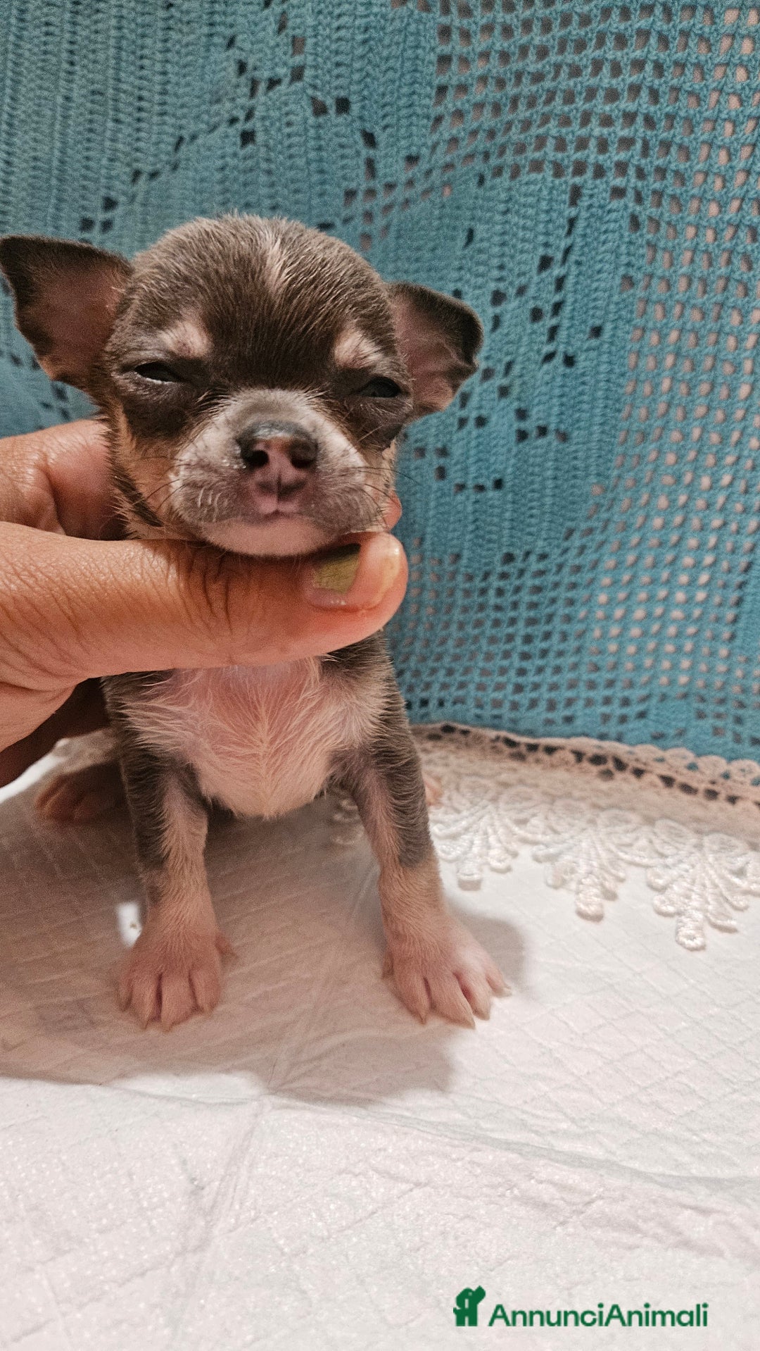 Chihuahua cani in vendita: Chihuahua da Allevamento Cucciolisole  a Provincia di Pisa - Immagine 6