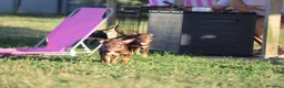 Pitbull cani in vendita: Cuccioli Pit Bull con pedigree anche a rate - Annuncio 30