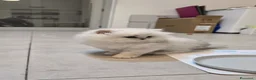 Persiano gatti in vendita: Vendo cuccioli  gatto Persiano Chinchilla Silver  - Annuncio 12