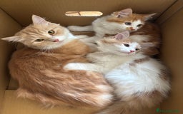 Siberiano gatti in vendita: Tre cucciole di gatto siberiano ipoallergenico - Immagine 14