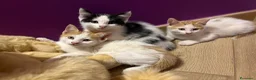 Europeo gatti in regalo: Tre gattini maschi a Città metropolitana di Roma Capitale - Annuncio 6