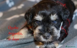 Mini Schnauzer cani in vendita: Cucciolata di schnauzer nani nero/argento a Provincia di Cuneo - Immagine 5