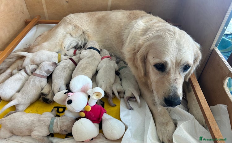 Golden Retriever cani - Annuncio 8