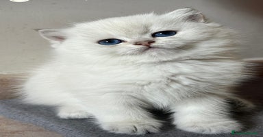 Scottish gatti a Città metropolitana di Roma Capitale - Annuncio 13