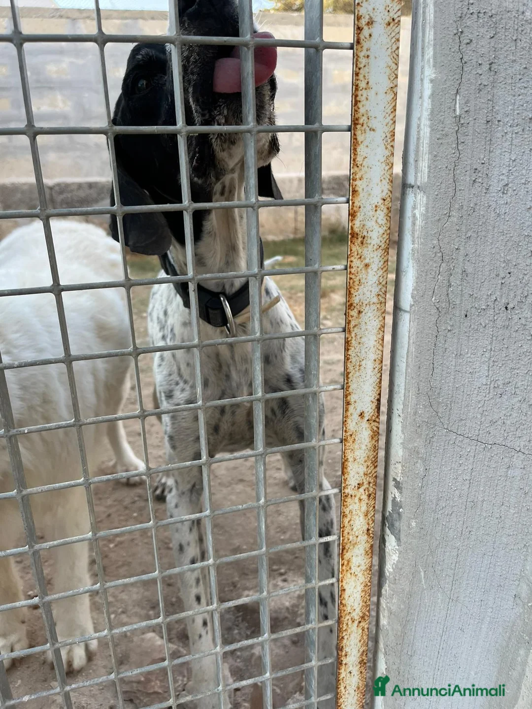 Pointer cani in regalo: DJANGO tenerissimo cane in adozione! - Annuncio 3