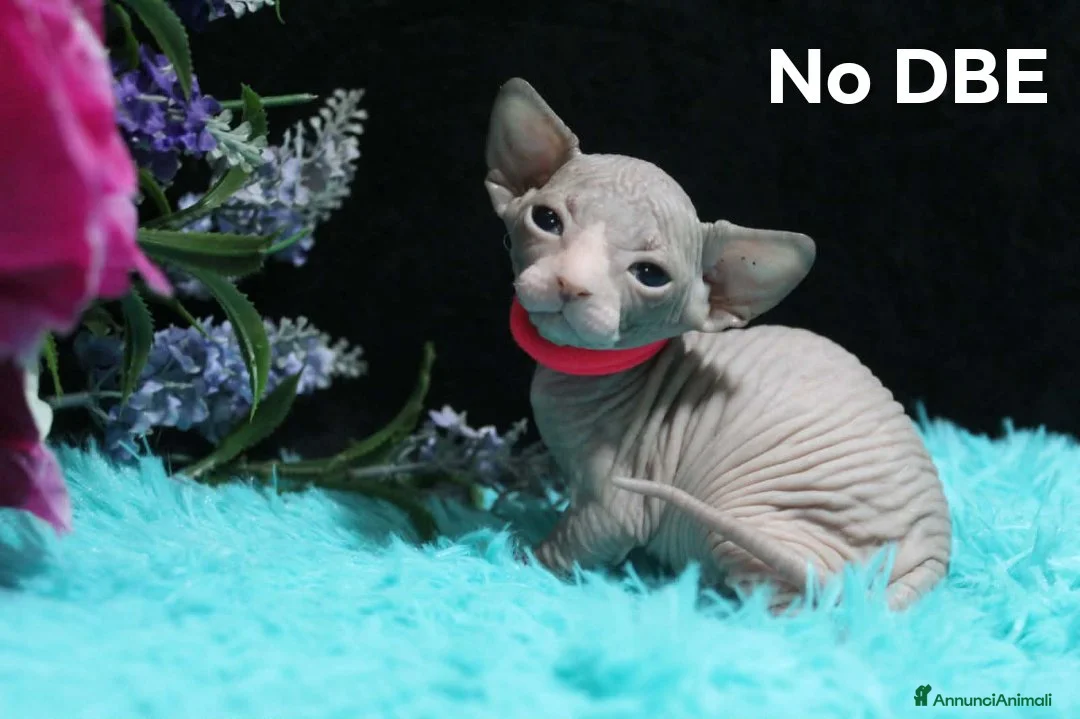 Sphynx gatti in vendita: Cuccioli di sphynx disponibile  a Città metropolitana di Milano - Annuncio 2