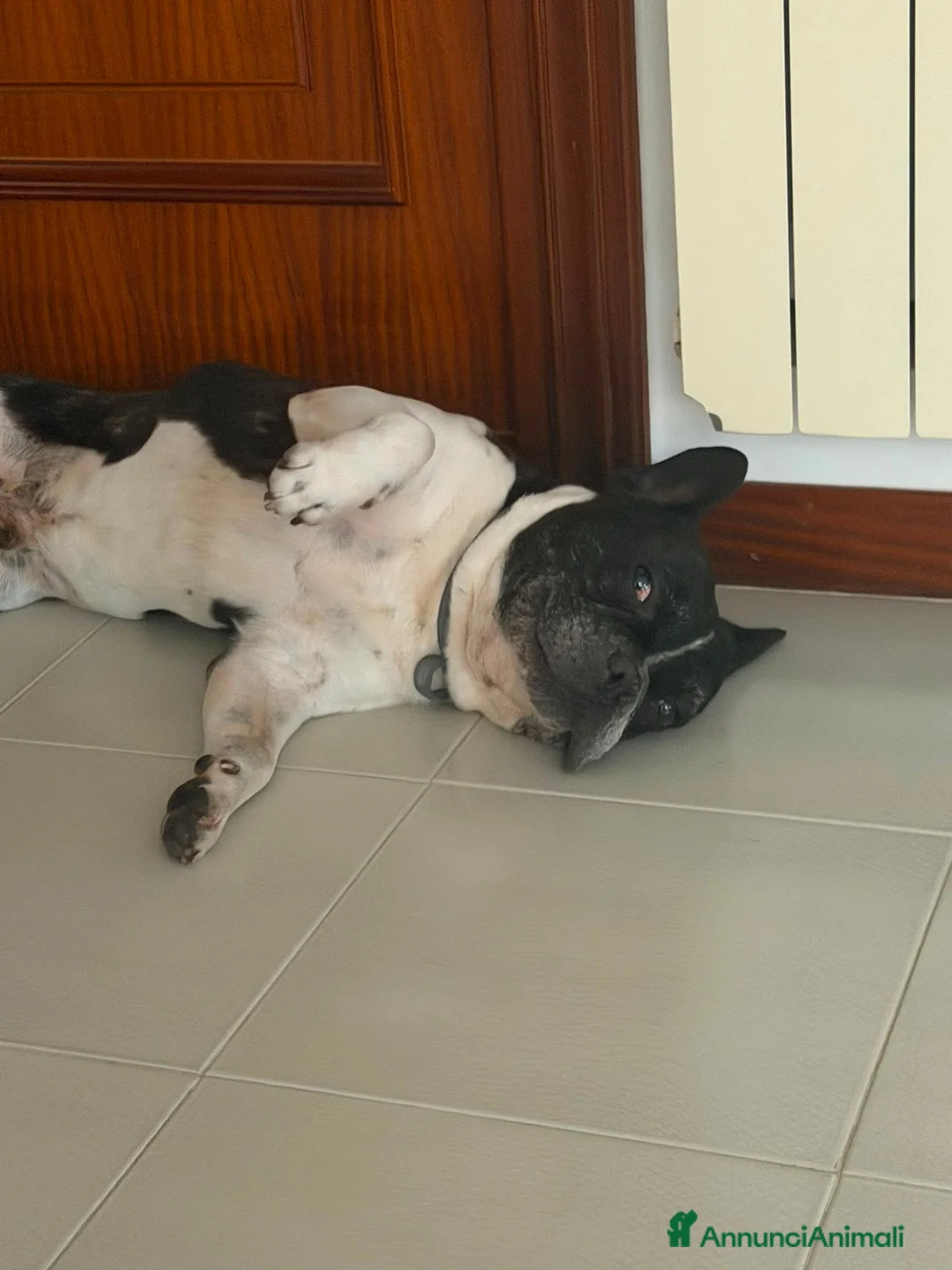 Bulldog Francese cani in regalo: Buldog francese - Annuncio 2