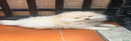 Spitz cani in vendita: Cuccioli di spitz Pomerania  - Annuncio 13