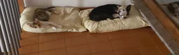 Chihuahua cani in regalo: Chihuahua femminuccia 1 anno e mezzo  - Annuncio 1