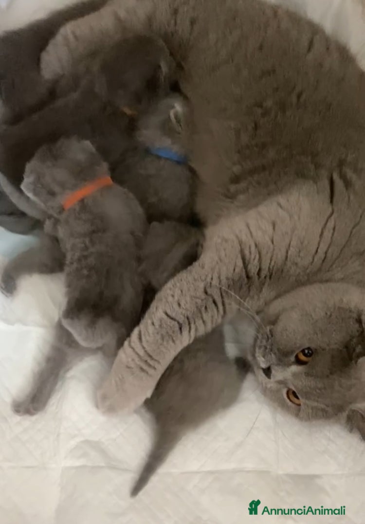 British gatti British shorthair blu - Annuncio 34