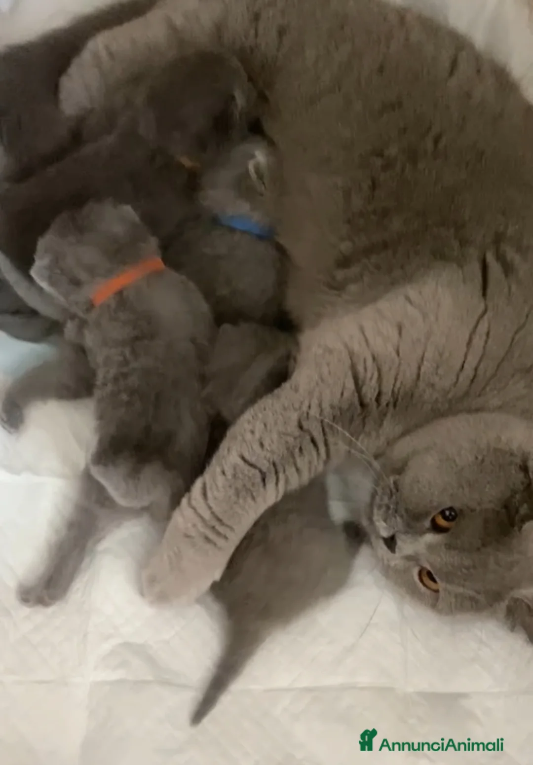 British gatti in vendita: British shorthair blu - Annuncio 1