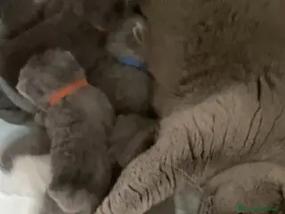 British gatti British shorthair blu - Annuncio 34