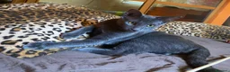 Certosino gatti in regalo: certosino mix - Annuncio 3