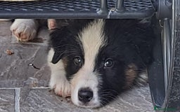 Australian Shepherd cani in vendita: Cuccioli pastore australiano maschi e femmine  a Provincia di Bergamo - Immagine 3