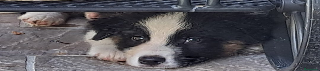 Australian Shepherd Cucciolo 3