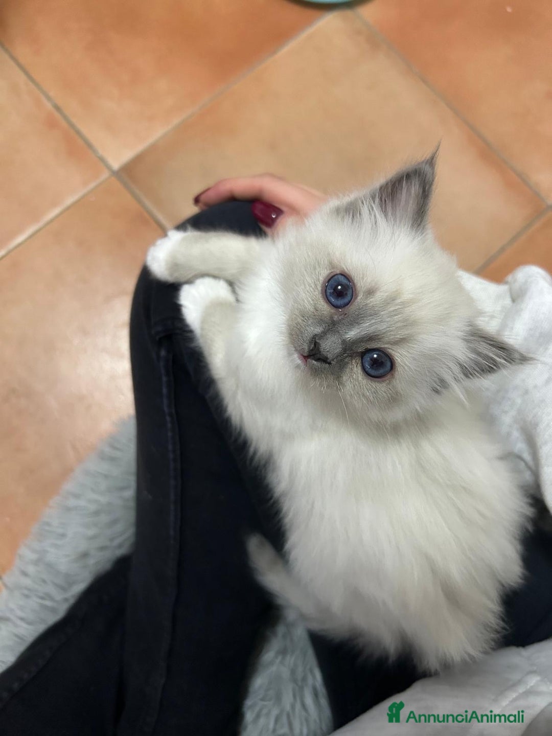 Sacro di Birmania gatti in vendita: Splendida cucciola da riproduzione - Annuncio 2