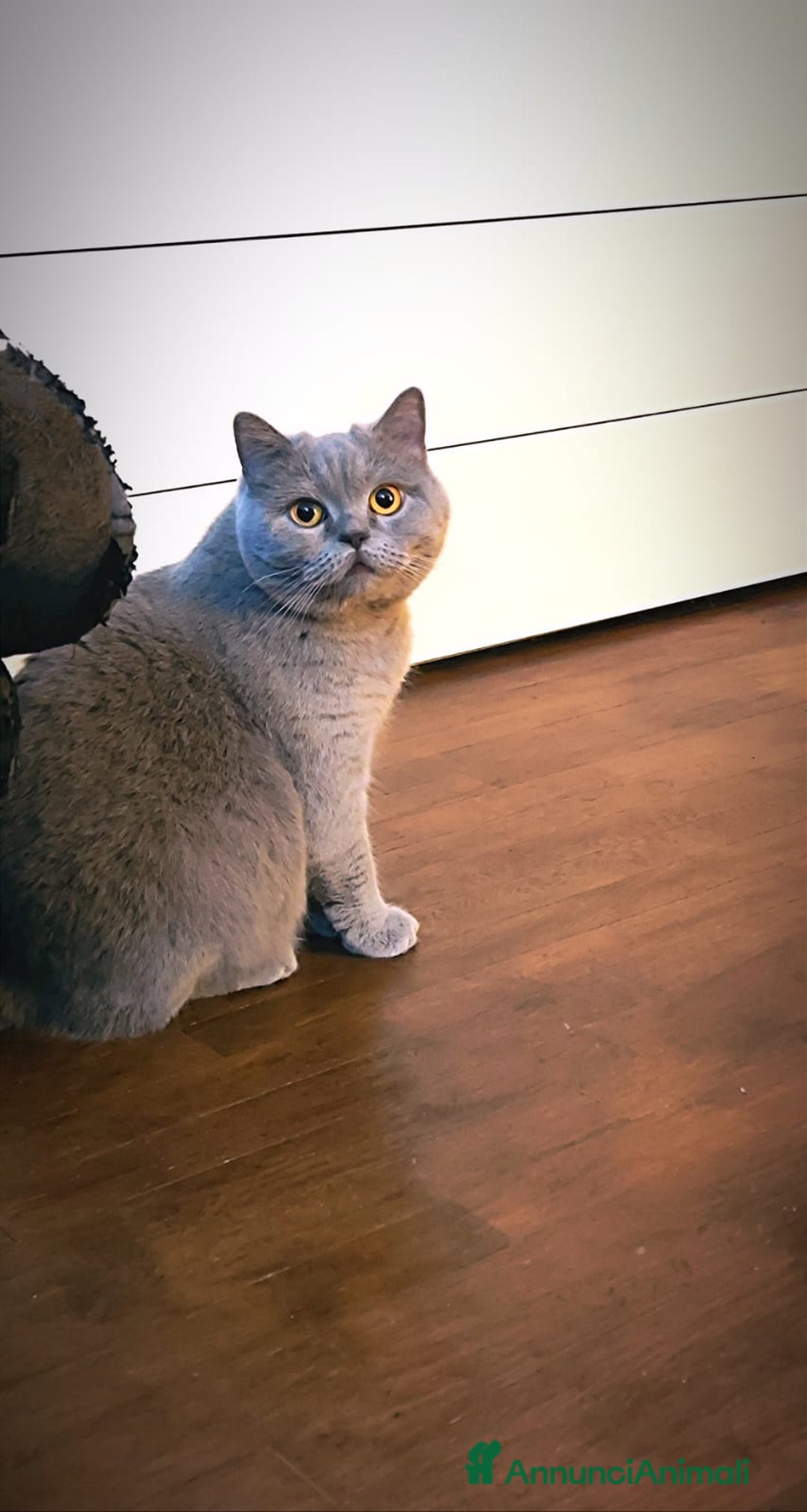 Scottish gatti in vendita: British S. straight femmina - Annuncio 2