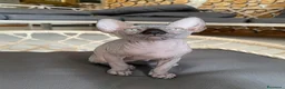 Sphynx gatti in vendita: Cuccioli Sphynks  - Annuncio 30