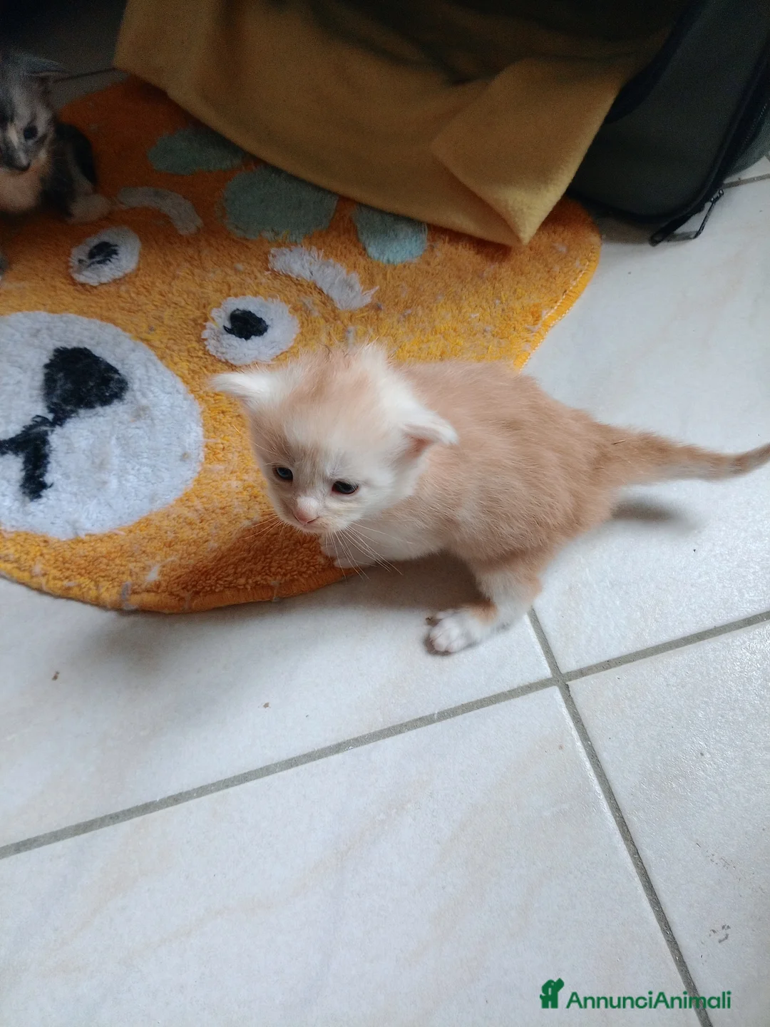 Maine Coon gatti in vendita: Maine coon cuccioli  - Annuncio 5