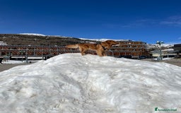 Golden Retriever cani per accoppiamento: GOLDEN RETRIEVER MASCHIO PER ACCOPPIAMENTO a Città Metropolitana di Milano - Immagine 16