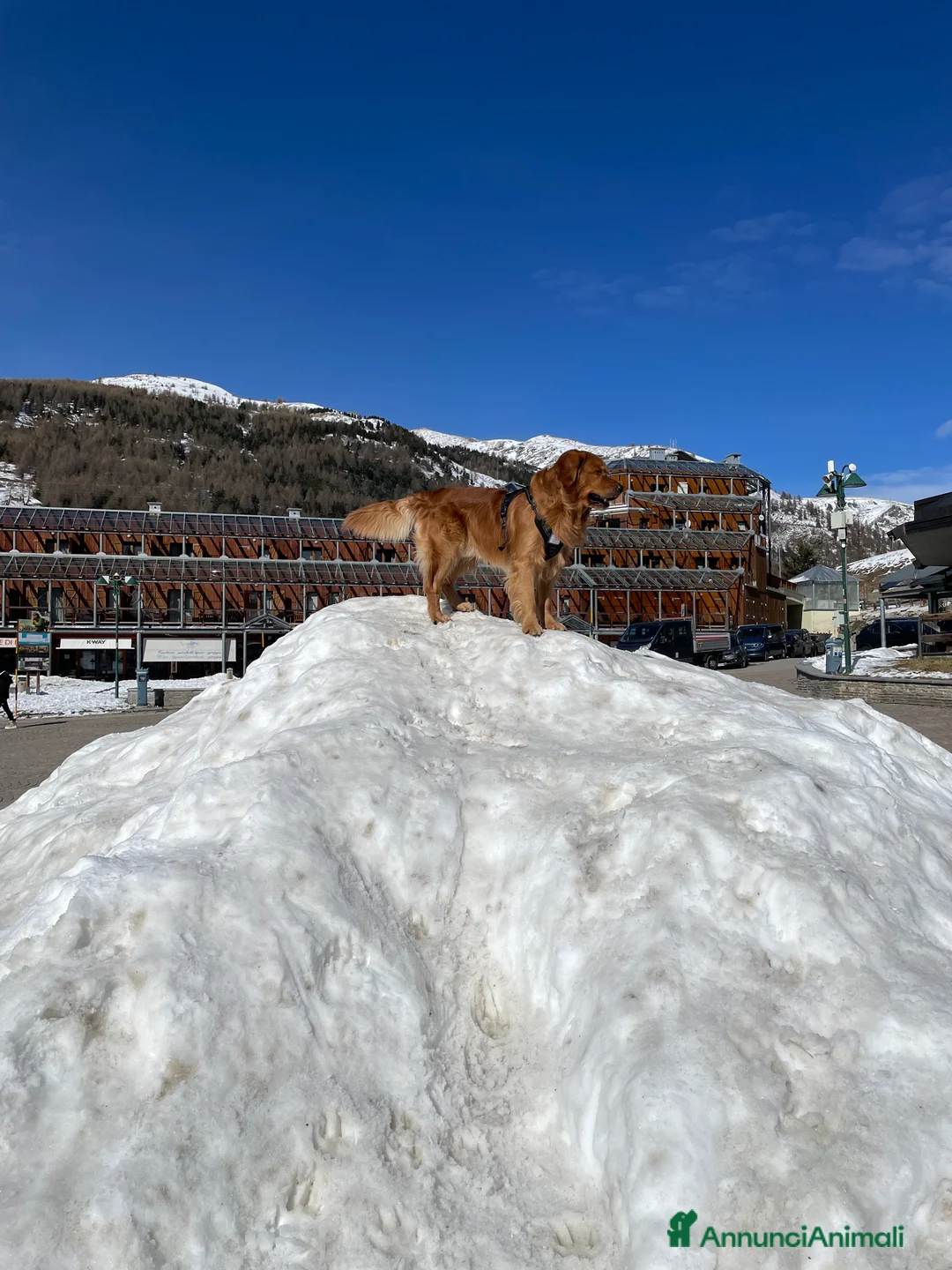 Golden Retriever cani per accoppiamento: GOLDEN RETRIEVER MASCHIO PER ACCOPPIAMENTO - Annuncio 16