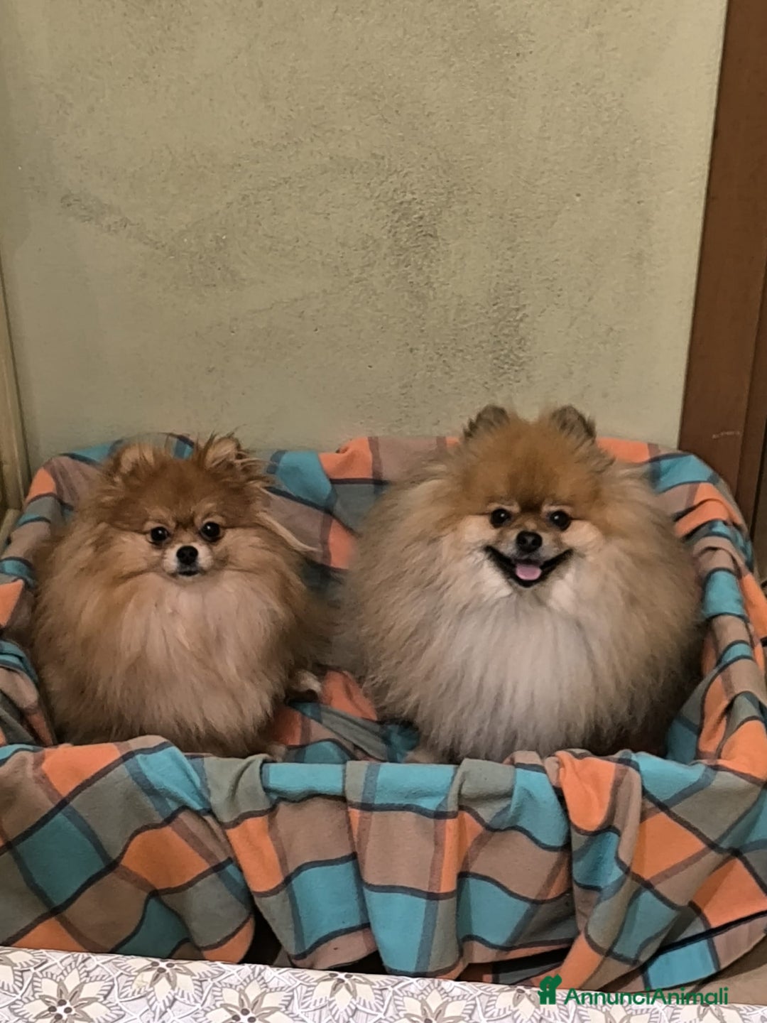 Volpino Pomerania cani in vendita: Volpino pomerania - Annuncio 4