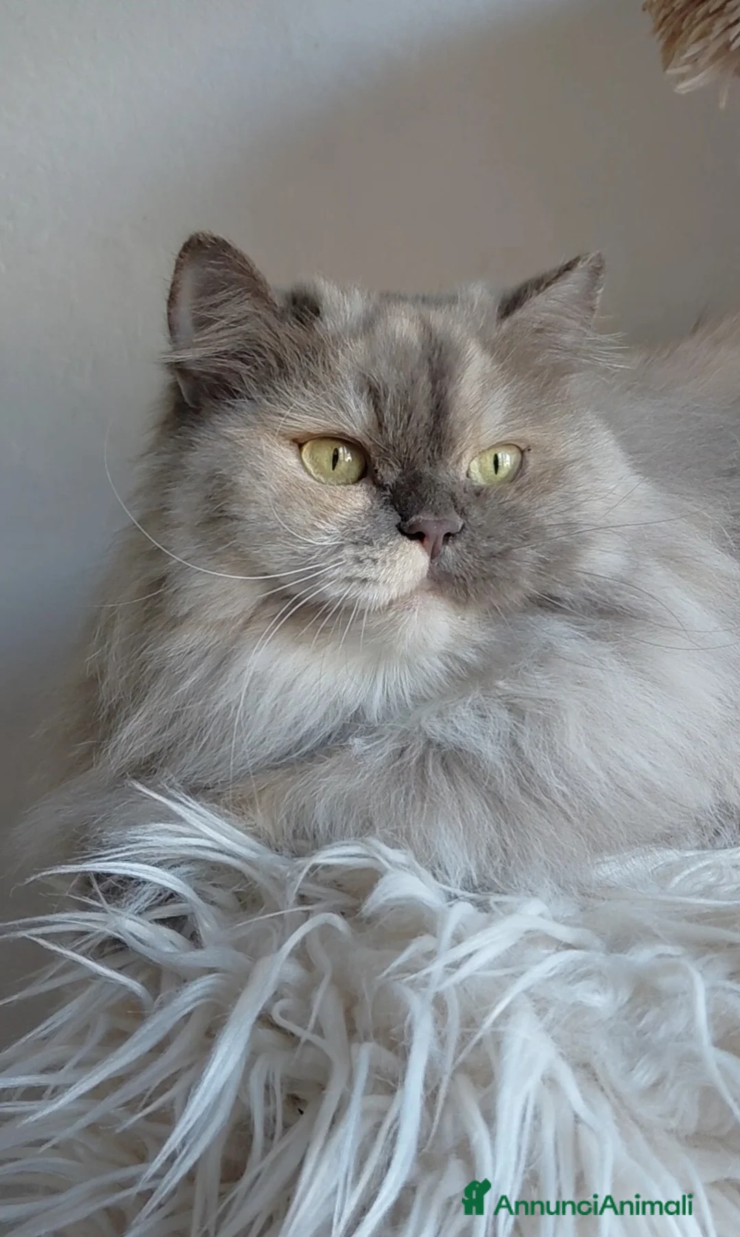 British gatti in vendita: Gattina British longhair  - Annuncio 1