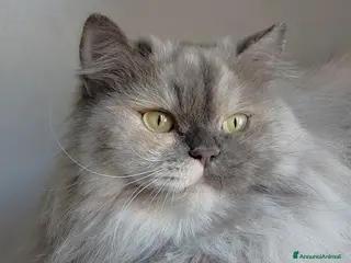 British gatti Gattina British longhair - Annuncio 4