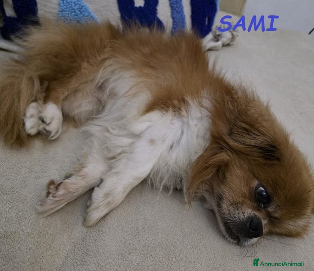 Pechinese cani in regalo: SAMI 9anni buono con tutti!Urgente - Annuncio 2