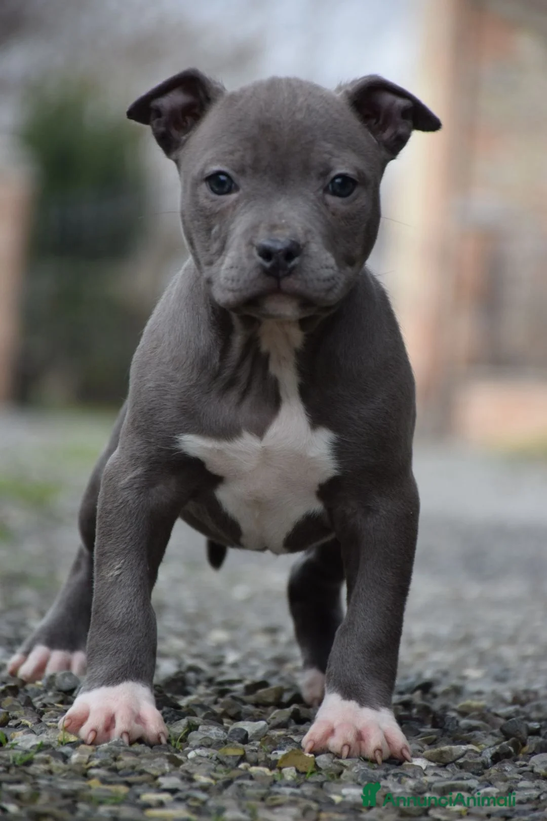 Pitbull cani in vendita: Cuccioli American Pit Bull anche a rate - Annuncio 13