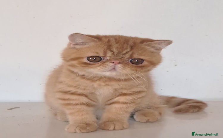 Exotic Shorthair gatti a Città metropolitana di Milano - Annuncio 2