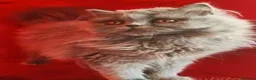 Scottish gatti in vendita: Cuccioli Scottish fold e straight pedigree ENFI - Annuncio 3