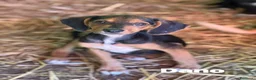 Meticcio cani in regalo: DANO, scricciolino tenerissimo! TG PICCOLA - Annuncio 5