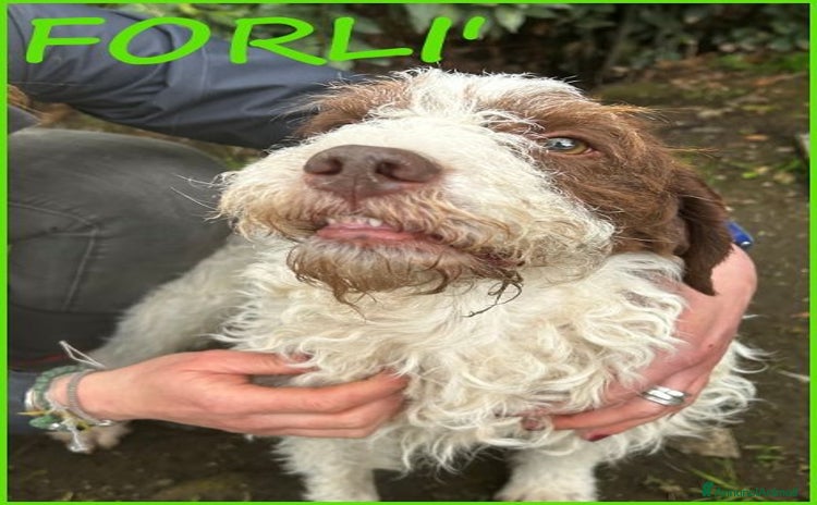 Lagotto cani a Città Metropolitana di Torino - Annuncio 1