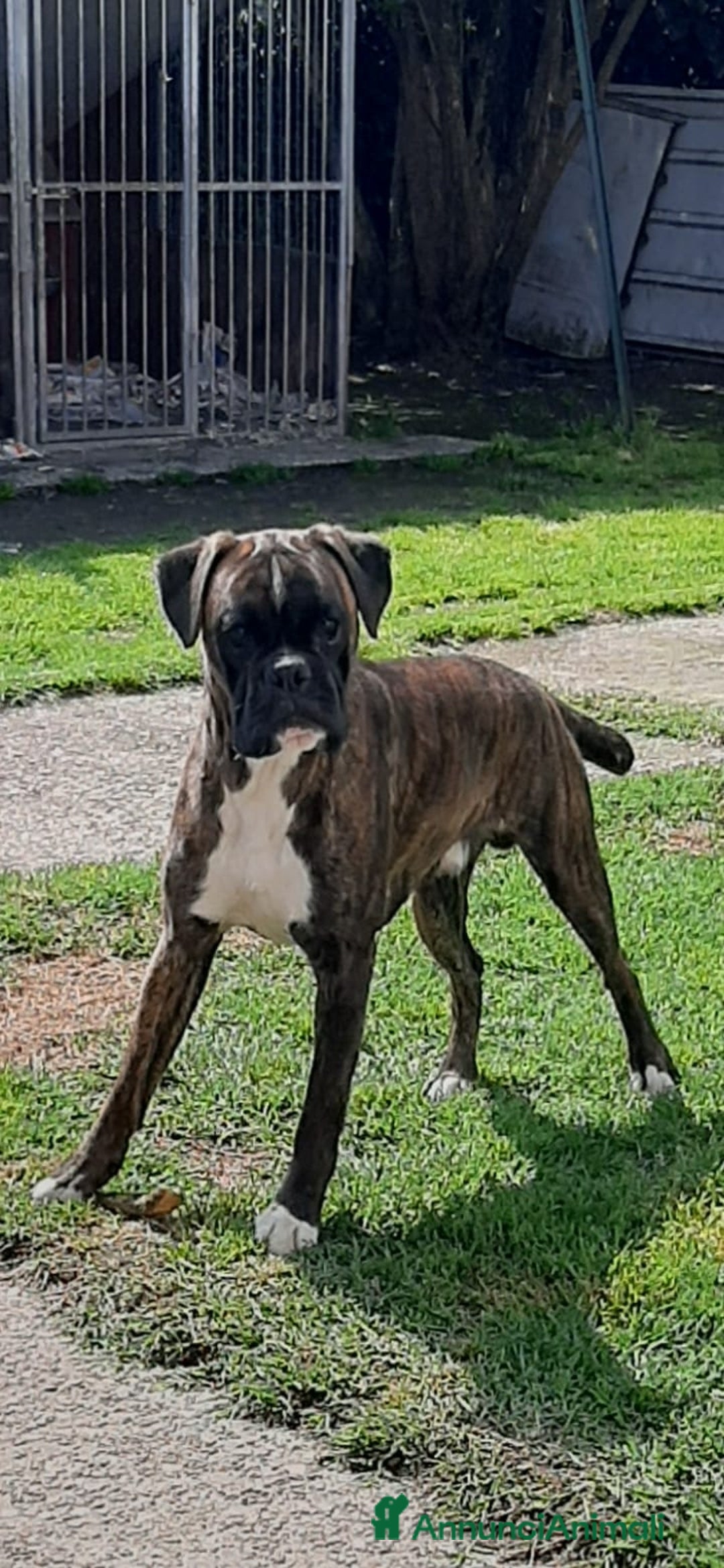 Boxer cani in vendita: boxer cuccioli a Turbigo - Immagine 14