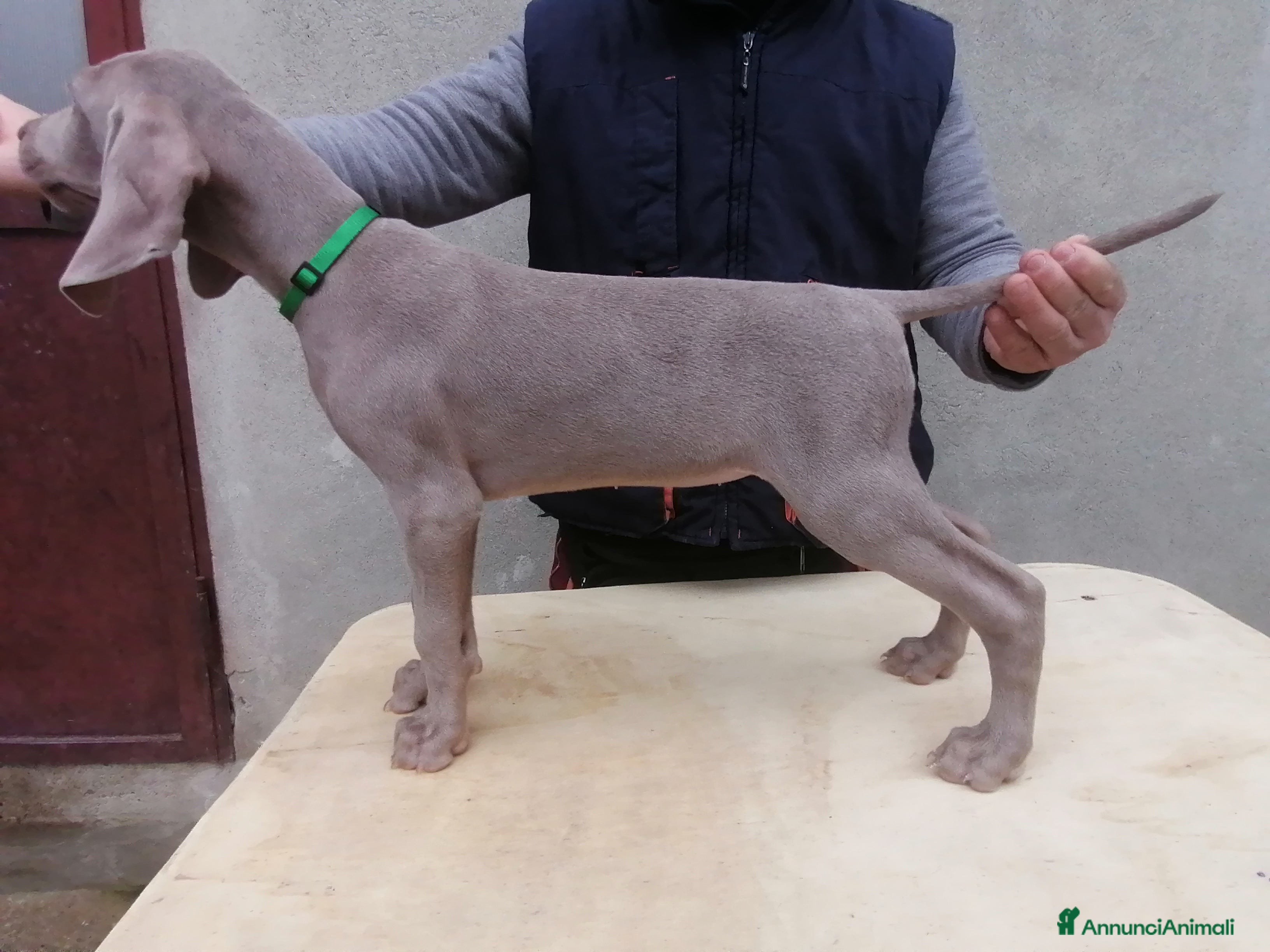 Weimaraner cani Cuccioli weimaraner  - Annuncio 2
