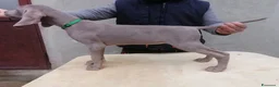 Weimaraner cani in vendita: Cuccioli weimaraner  - Annuncio 2