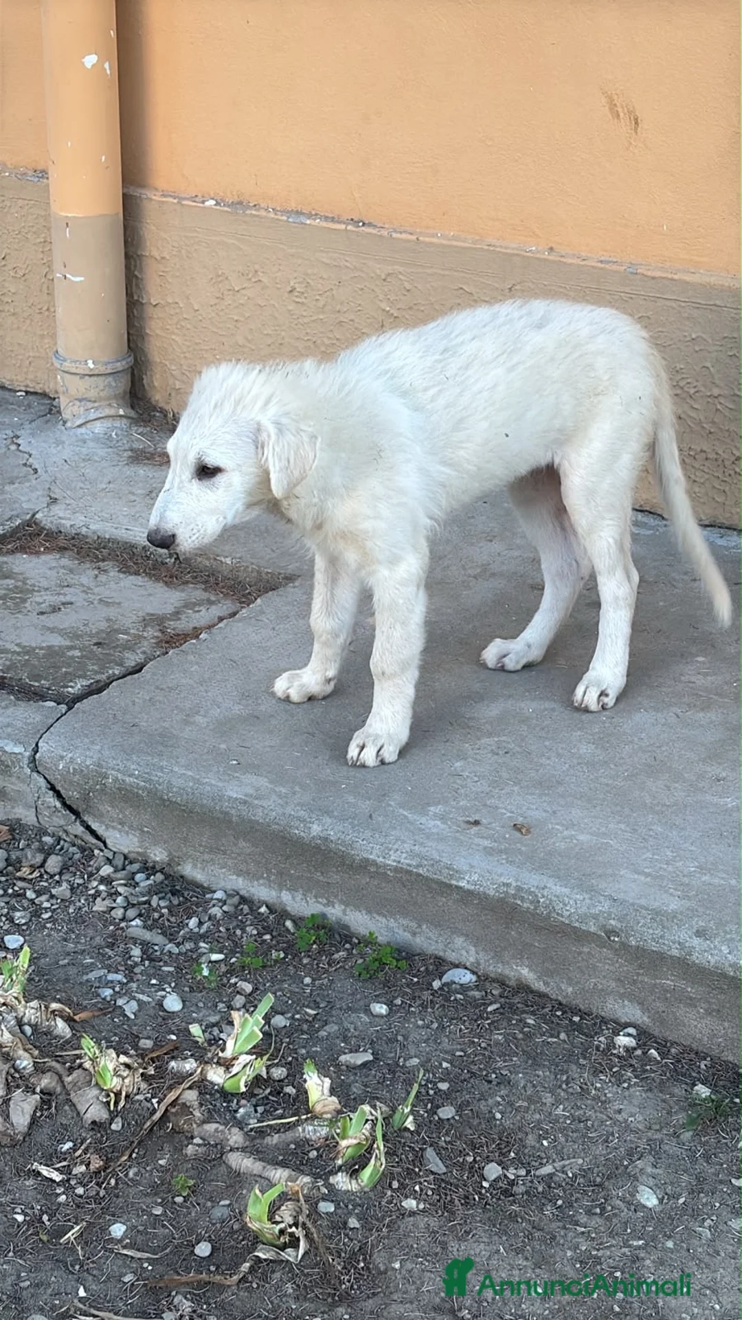 Meticcio cani in regalo: Bianca meravigliosa cucciola taglia grande  - Annuncio 3