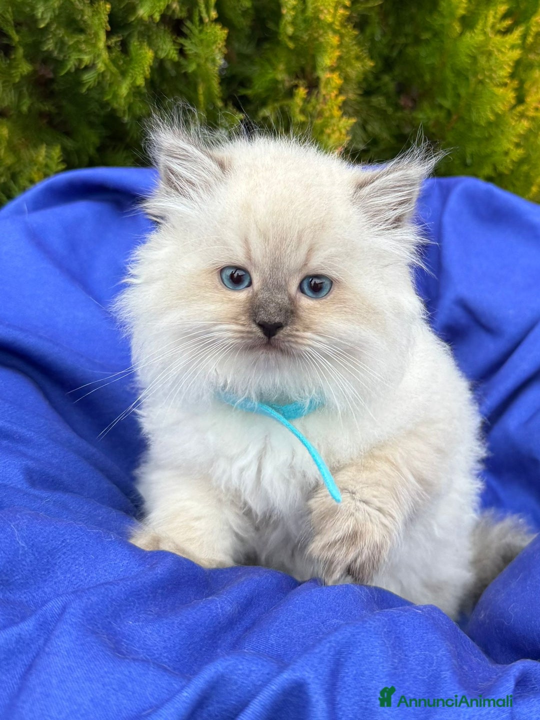 Siberiano gatti in vendita: Siberiani Neva Masquerade  - Annuncio 2
