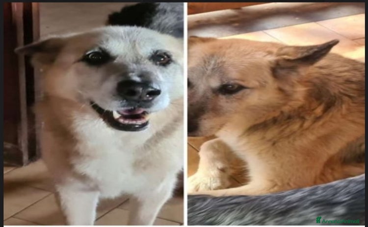 Meticcio cani a Città metropolitana di Milano - Annuncio 17